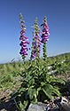 Foxglove - main link