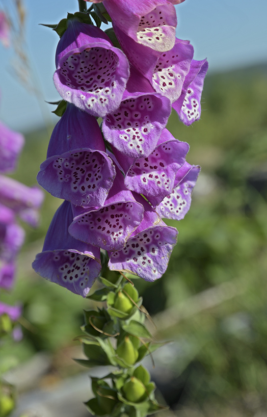 Foxglove - larger format