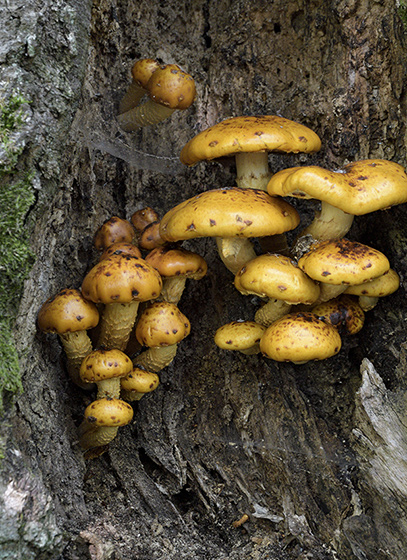 Golden Pholiota - smaller format