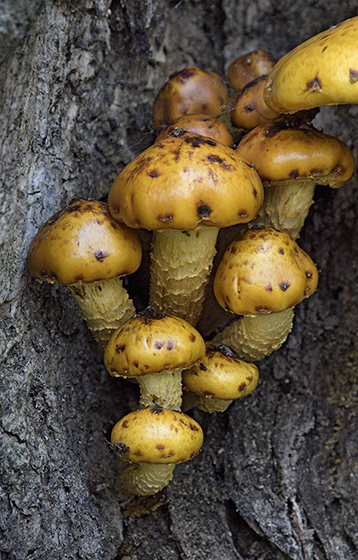 Golden Pholiota - smaller format