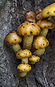 Golden Pholiota - main link