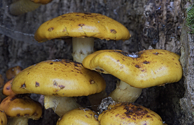 Golden Pholiota - smaller format