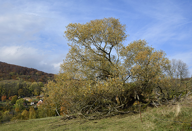 On the "Golden Hill" - smaller format