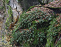 Wall fern - main link