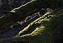 Tree fur - main link