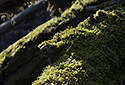 Tree fur - main link
