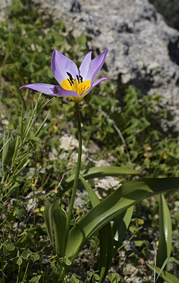 Tulipn skaln - men formt