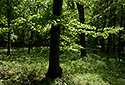 In woods - main link