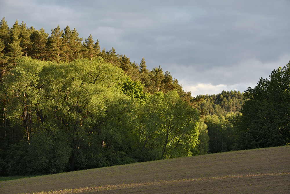 Under the "Silver Hill" - larger format