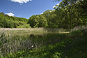 Pond near "Pavliky" - main link