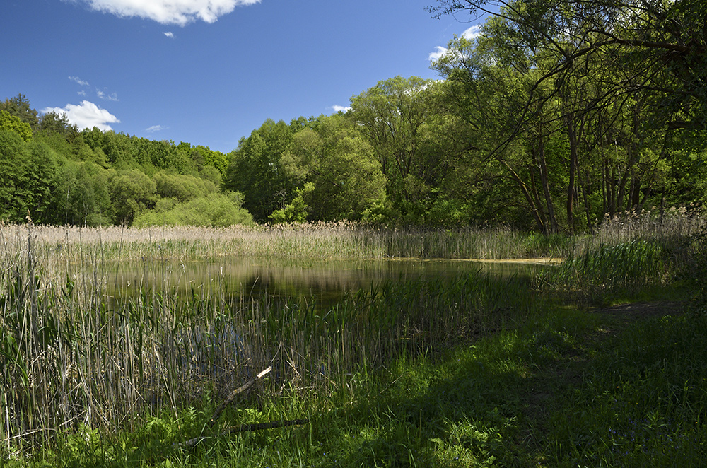 Pond near "Pavliky" - larger format