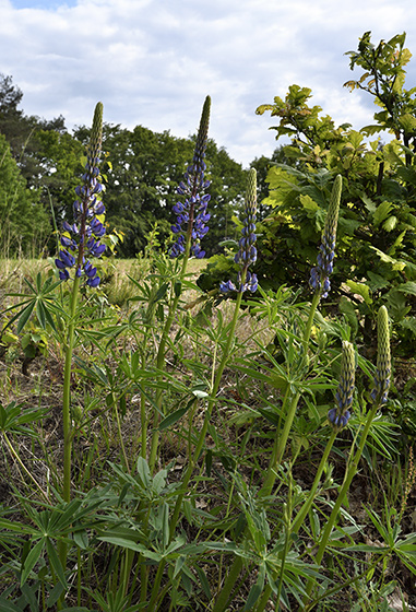 Lupins - smaller format