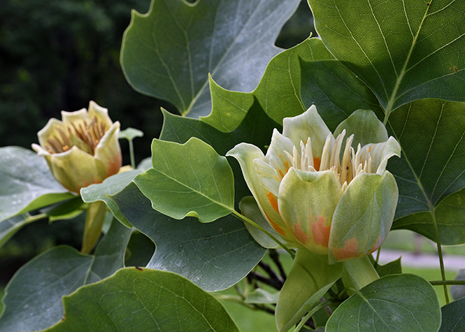 Liliovnk tulipnokvt - men formt