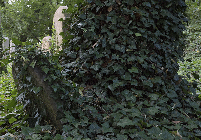 Jewish cemetery in "Uhnves" - smaller format