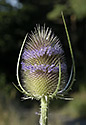 Teasel in bloom - main link