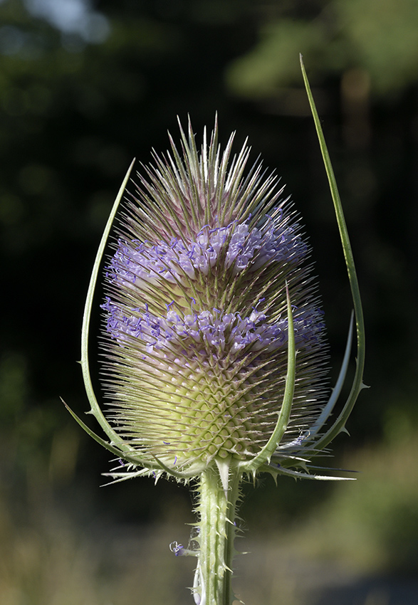 Teasel in bloom - larger format