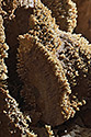 Jeskynn korl - hlavn odkaz