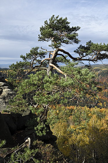 Ve skalch - men formt