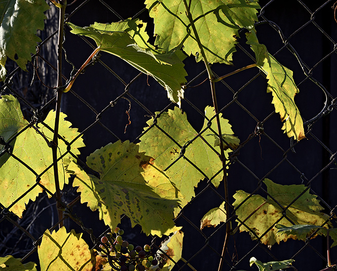 Wine and fence - smaller format