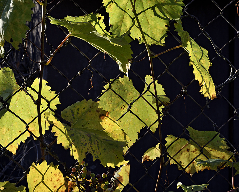 Wine and fence - larger format