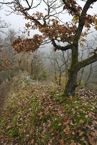 Hogback - smaller format