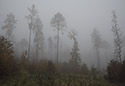 Mlha v lese - hlavn odkaz