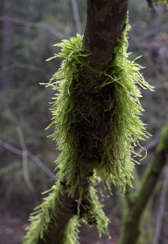 Moss - larger format
