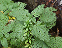 Perforated nettles - main link