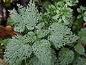 Perforated nettles - main link