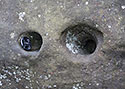 Dry - hlavn odkaz