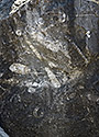 Orthocerov - hlavn odkaz