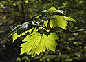 Leaves - main link