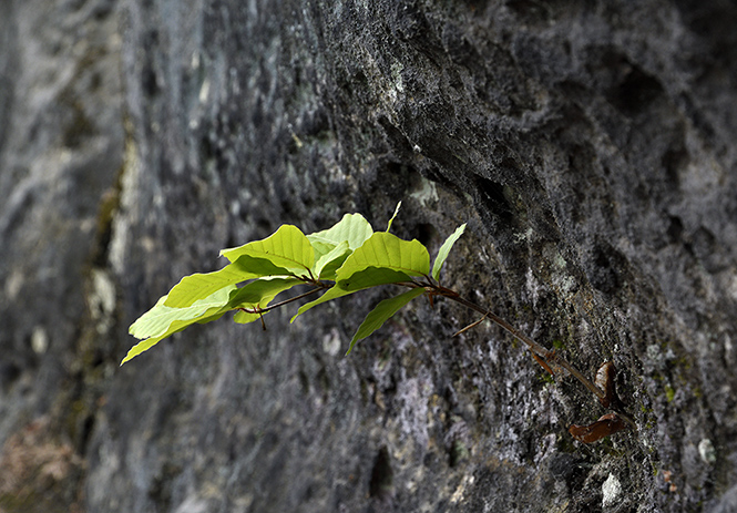 Young beech - smaller format