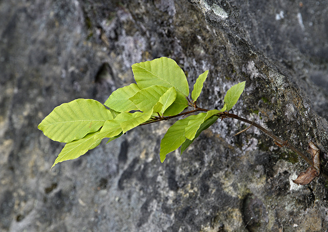 Young beech - smaller format