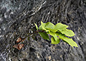 Young beech - main link