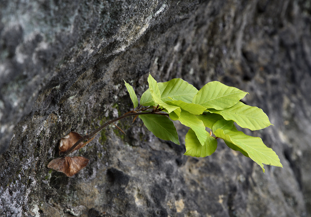 Young beech - larger format