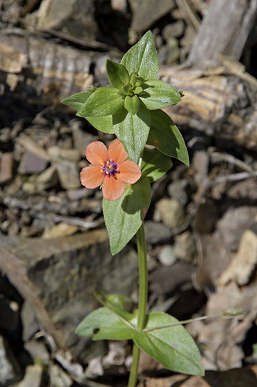 Flower - smaller format