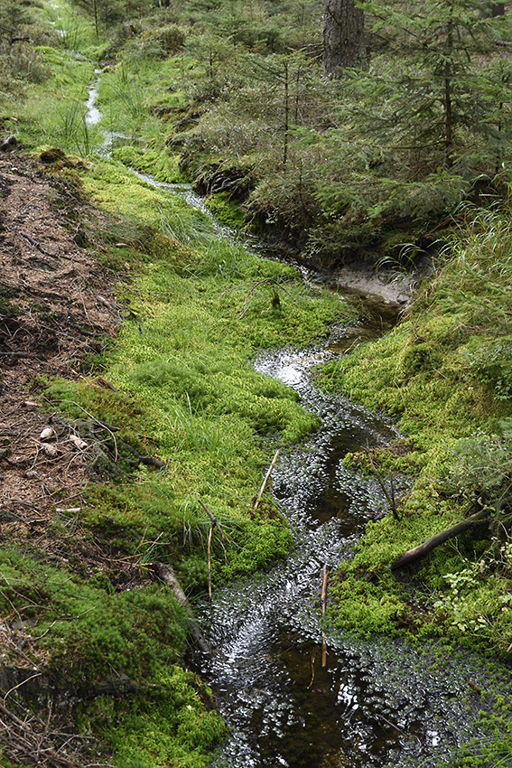 Rivulet - larger format