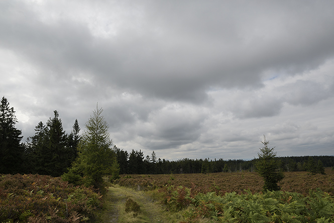 Moor on "Tok Hill" - smaller format
