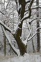 "Saddle Hill" in white - main link