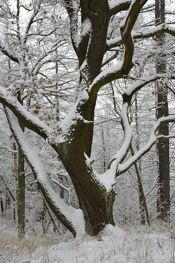 "Saddle Hill" in white - larger format