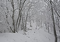 "Saddle Hill" in white - main link