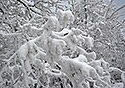 "Saddle Hill" in white - main link