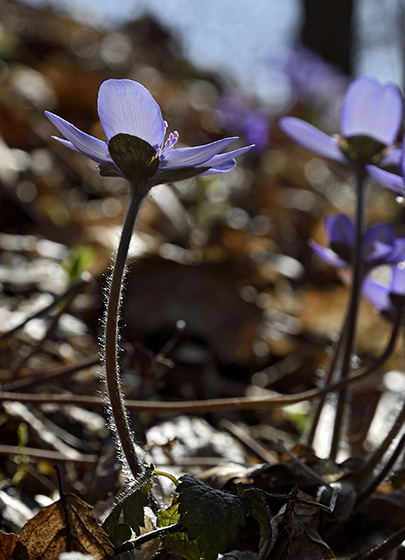 Liverwort - smaller format