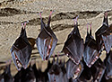 Horseshoe bats - main link