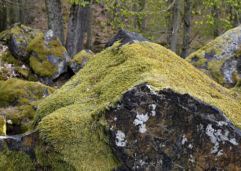 "Eagle Owl Rock" - smaller format