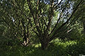 Willow jungle - main link