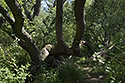 Vrbov prales - hlavn odkaz