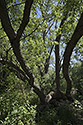 Willow jungle - main link