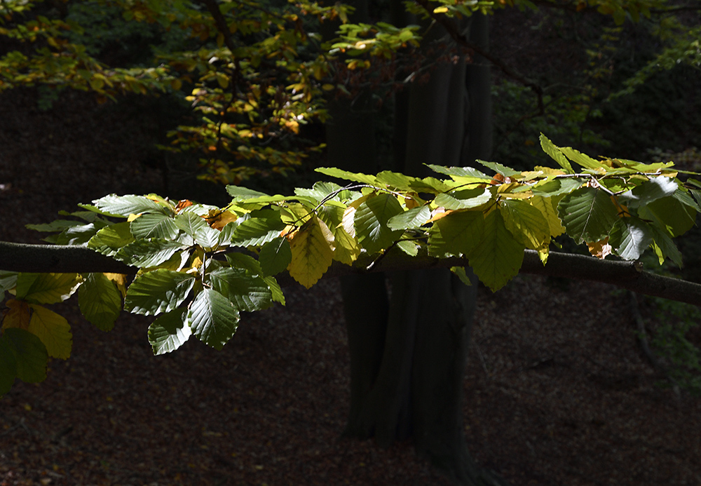 Leaves - larger format